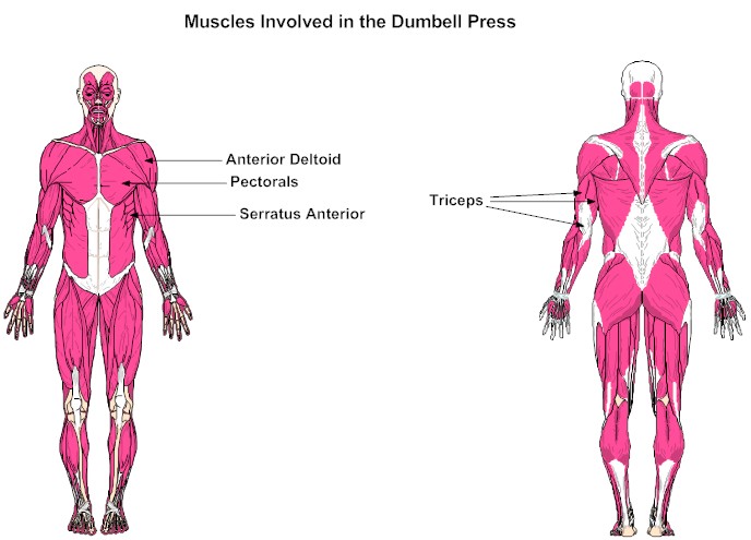 Muscles Involved in the Dumbell Press